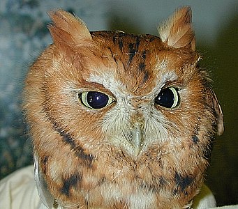 screetch owl face