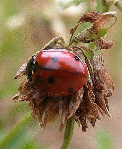 lady bug beetle   (Coleoptera)
