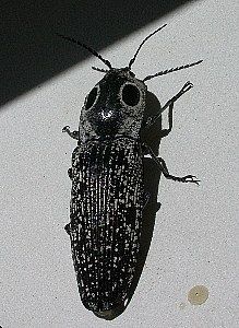 click beetle, dorsal view   (Coleoptera)