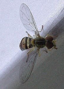fly   (Diptera)