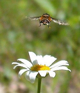 fly above flower  (Diptera)