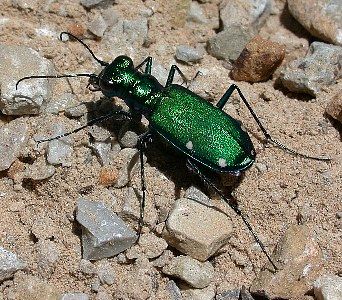 green tiger beetle   (Coleoptera)