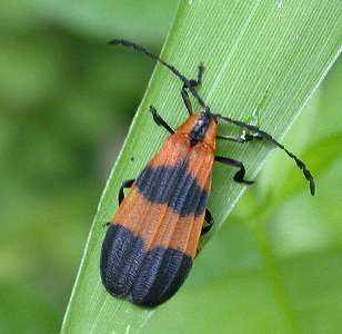 beetle  (Coleoptera)