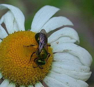 green bee (Hymenoptera)
