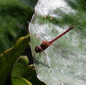 dragonfly  (Odonata)