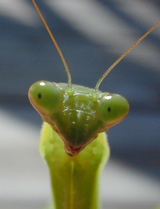 praying mantis head   (Mantodea)