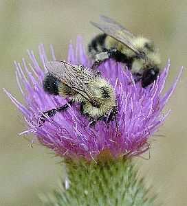 bees (Hymenoptera)