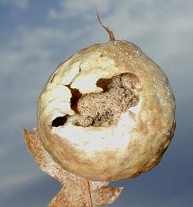 oak gall formed by a wasp  (Hymenoptera)