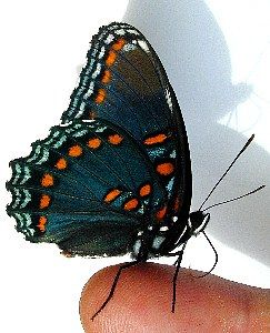 red spotted purple butterfly   (Lepidoptera)