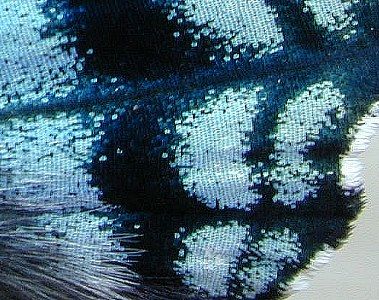 wing detail   (Lepidoptera)