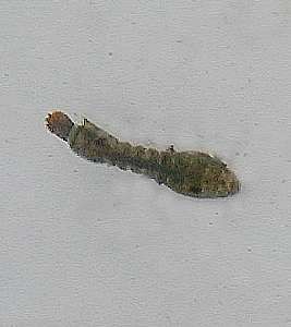 blackfly larva  (Diptera)