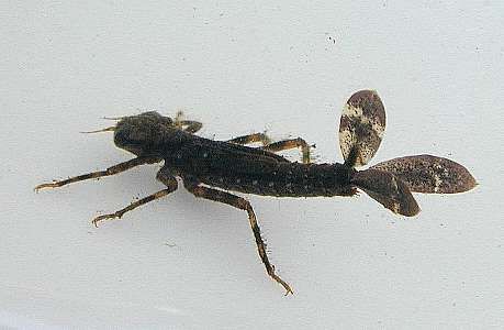 damselfly larva  (Odonata)