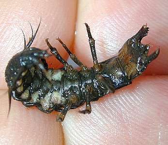 hellgrammite, ventral dobsonfly larva (Megaloptera)
