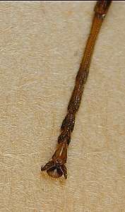 walkingstick foot  (Phasmatodea)