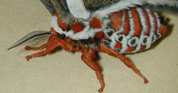 cecropia moth, body (Lepidoptera)
