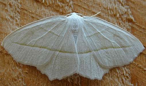 moth 2  (Lepidoptera)