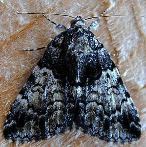moth 1 	(Lepidoptera)