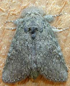 moth 3  (Lepidoptera)