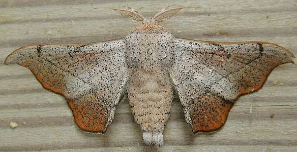 moth 4b  (Lepidoptera)