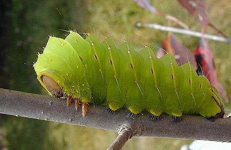 luna moth caterpillar 	(Lepidoptera)