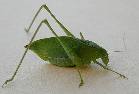 katydid (Orthoptera)