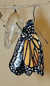 monarch emerging   (Lepidoptera)