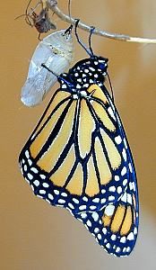 monarch on chrysalis (Lepidoptera)