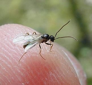 winged ant  (Hymenoptera)
