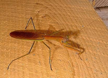 praying mantis   (Mantodea)