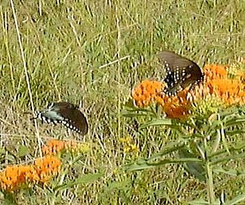spicebush swallowtail    (Lepidoptera)