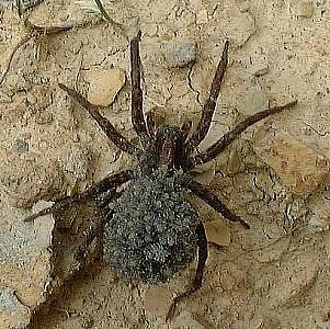 wolf spider  Class Arachnidia not Insecta
